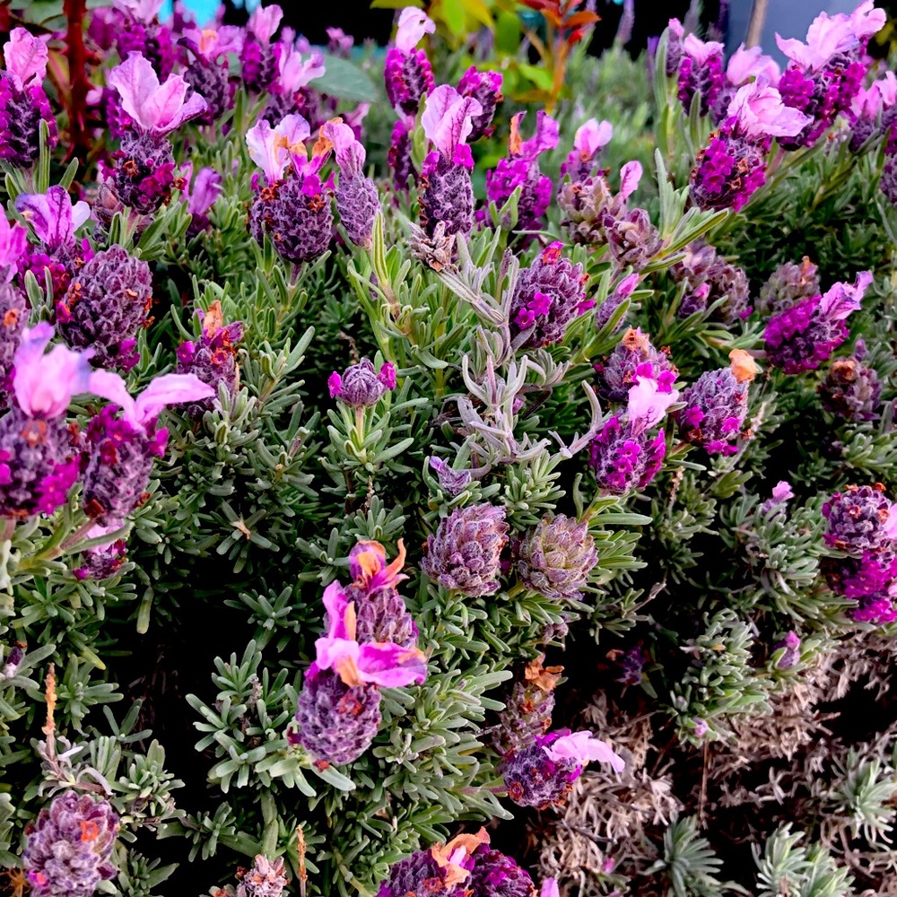 Meet your Posher, Gretchen